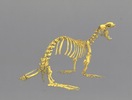 Steller Sea Lion Skeleton