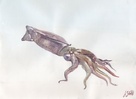 Squid Watercolor