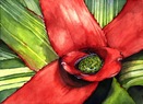 Bromeliad Watercolor