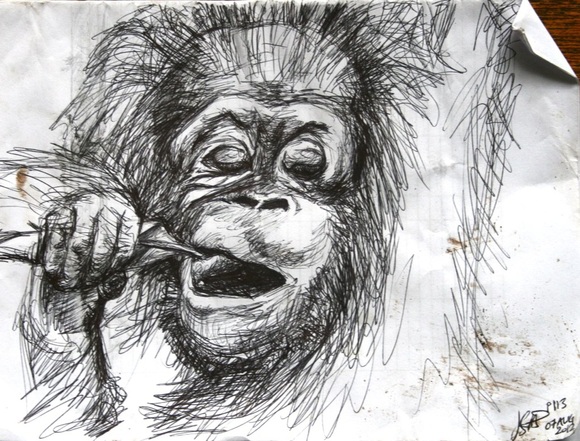 Baby orangutan chewing on a leaf, sketch by Jess Stitt 2012
